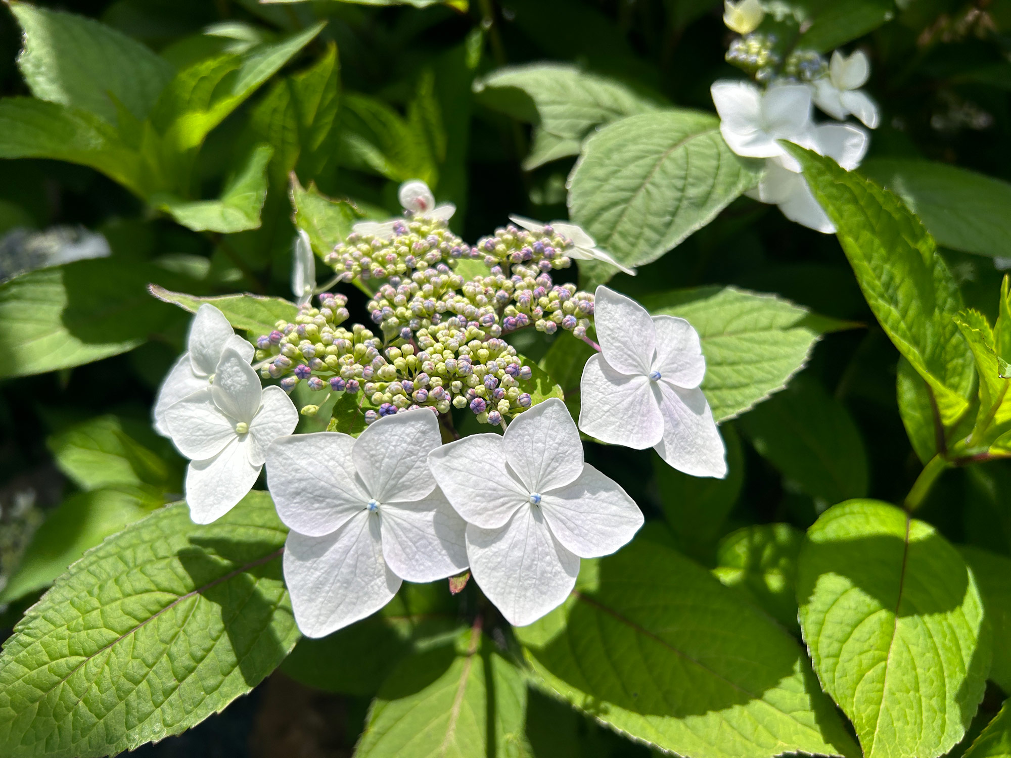 紫陽花